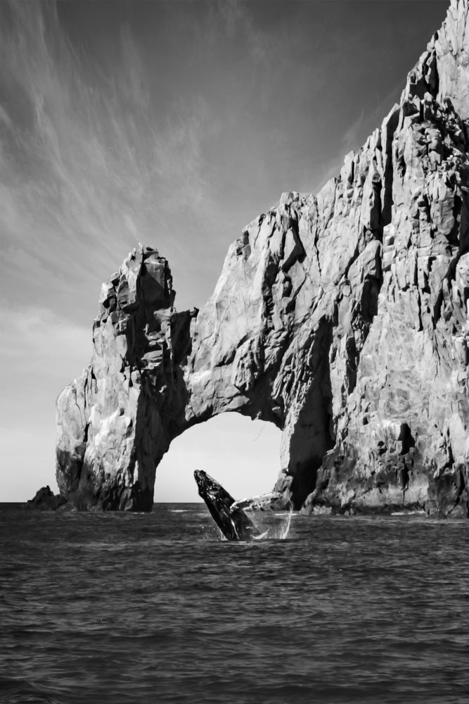 CALF IN CABO