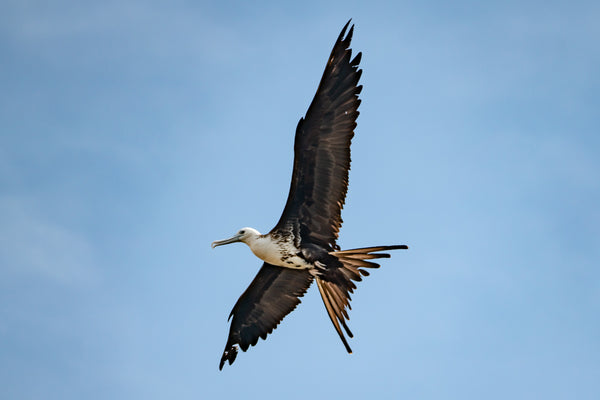 FRIGATEBIRD