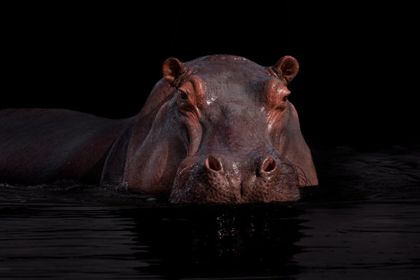 HIPPO