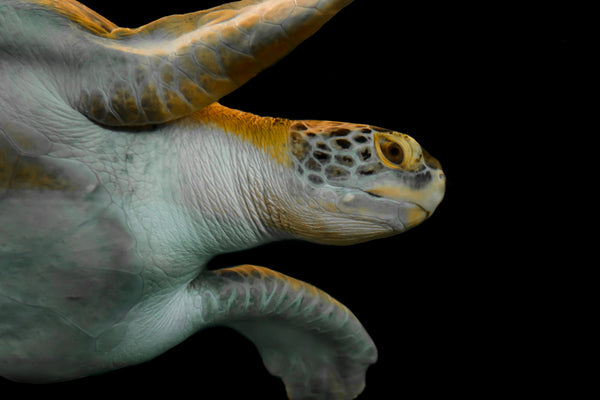 SEA TURTLE