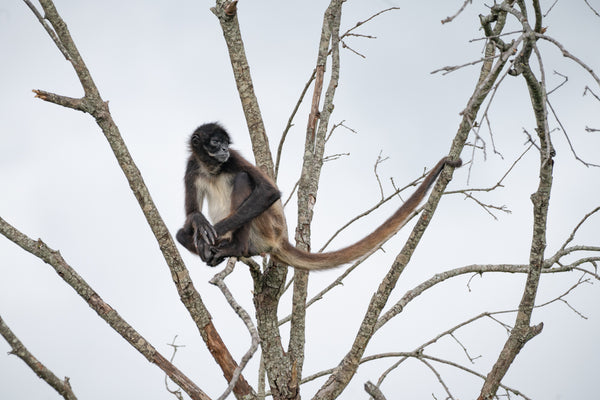 SITTING MONKEY