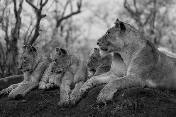 MOM WITH HER CUBS