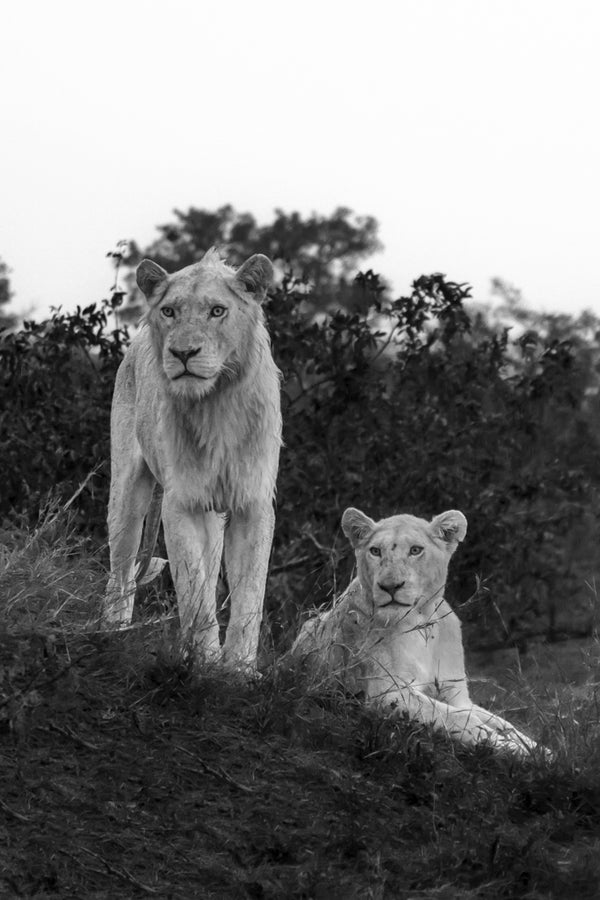 WHITE LIONS