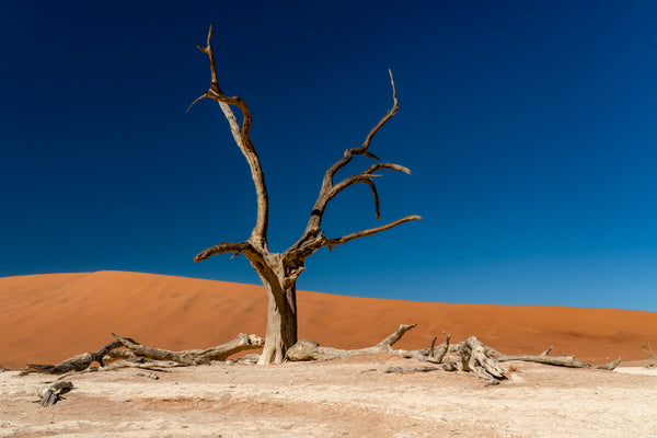 PETRIFIED ACACIA