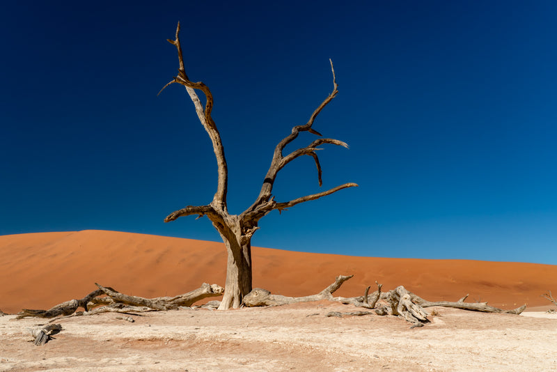 PETRIFIED ACACIA