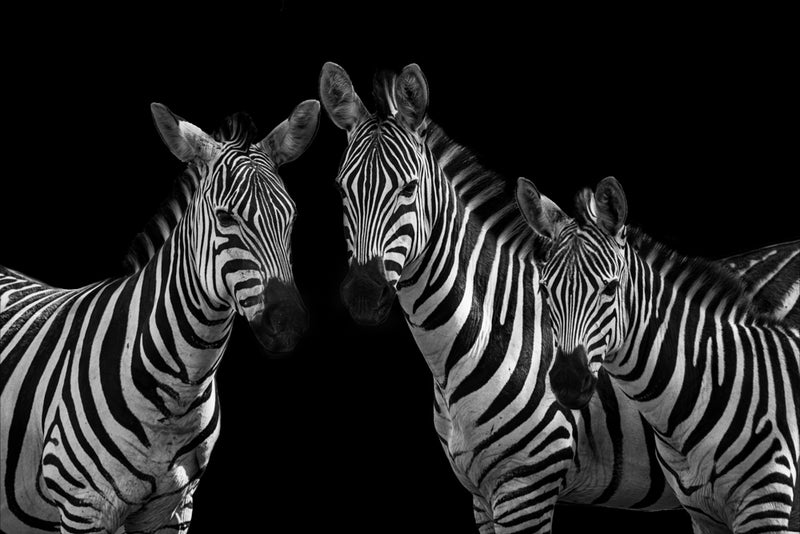 ZEBRAS